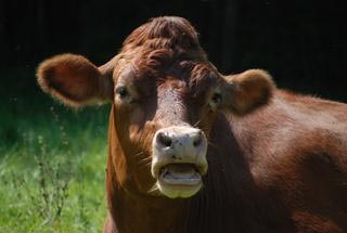 dairy day at drumlin farm photo