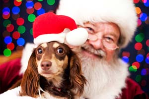 solomon pond mall pet photos with santa photo