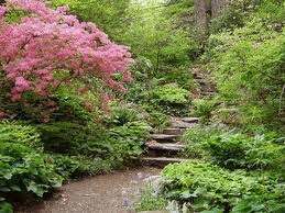 garden in the woods photo