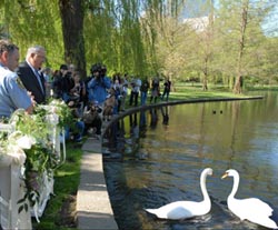 return of the swans to the public garden lagoon photo