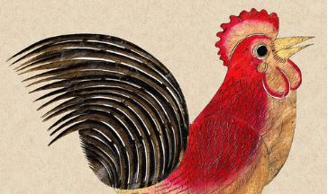 hao bang ah rooster photo