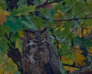 halloween full moon owl prowl for families photo