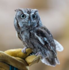 owls by wingmasters photo