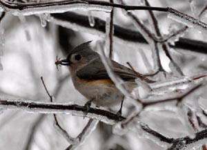 feed the birds story  craft photo