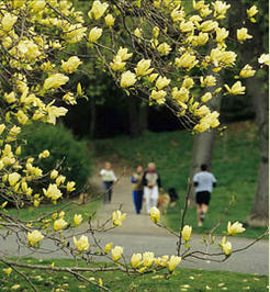 finding wild at the arnold arboretum april vacation program photo