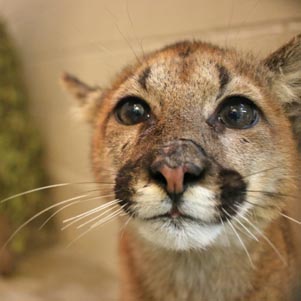 wild cat station - outdoor exhibit at the ecotarium photo