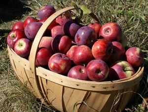 boxford apple festival photo