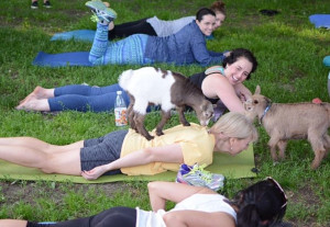 chip in goat yoga at farrington nature linc photo