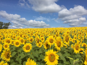 colby sunflower farm no sunflowers for 2023 photo