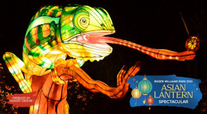 asian lantern spectacular at roger williams park zoo photo