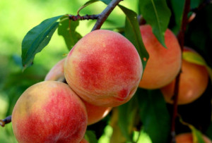 smolak farms peach festival photo