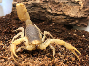 afterschool animal encounters pint-sized predators photo