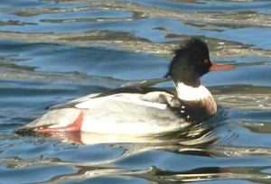 birding at pleasure bay photo