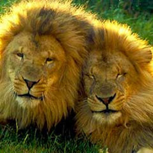 a roaring birthday celebration for the franklin park zoo lion brothers photo