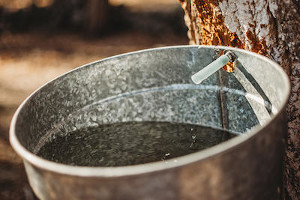 maple sugaring weekend at moose hill photo