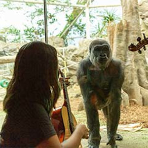 musical enrichment at the zoo with berklee school of music photo