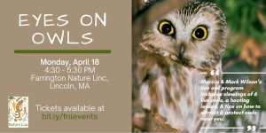 eyes on owls at farrington nature linc photo