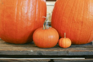 harvest festival at piers park photo