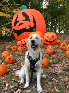 ben rudnick  friends - pre-halloween outdoor show photo