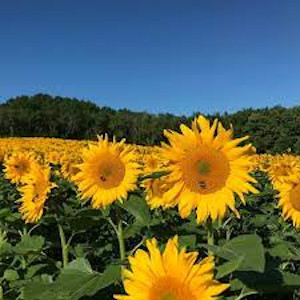 school street sunflowers at felix's family farm photo