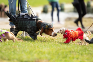 howl-o-ween pet parade photo