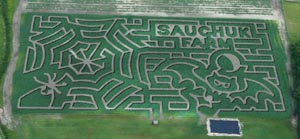 corn maze at sauchuk farm photo